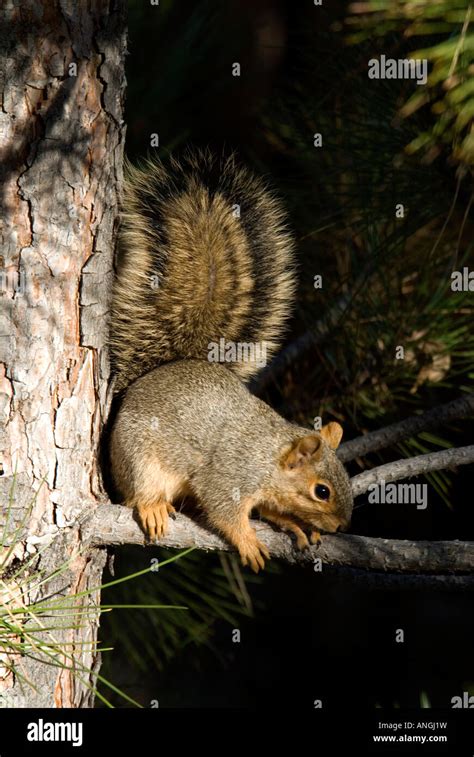 Eastern Fox Squirrel Sciurus Niger Colorado Stock Photo Alamy