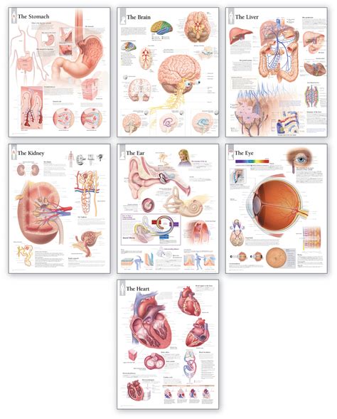 Torso Anatomy Chart Thin Man Life Size Anatomy Chart Dg Full Body Collection By