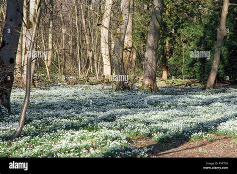 Snowdrops Galanthus In Woodland In Late Winter Early Spring At Lytham