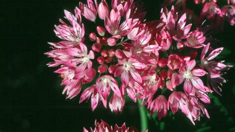 10 Lower Water Bulbs For A Colorful Garden Sunset Magazine Sunset