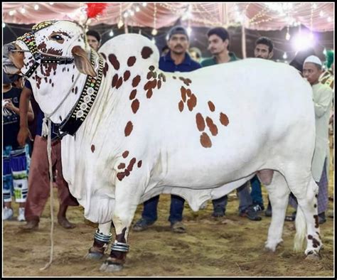 Beautiful Cow Mandi Pakistan 2015 Image Shehar E Karachi News Islam Recipe Article Sport Jobs