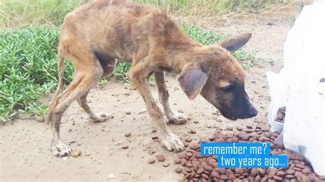 Starving Street Dog Gets An Amazing Recovery And Found A New Loving