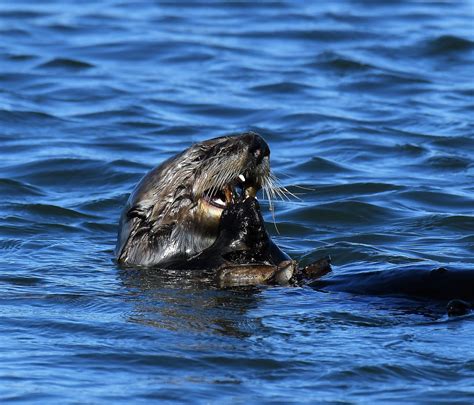 Moss Landing Sea Otters Sea Otters In Moss Landing Near Mo Flickr