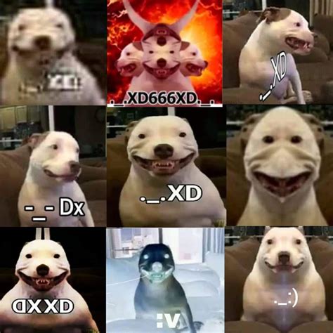 Xd Compilation Maddy The Pitbull Perro Xd Know Your Meme