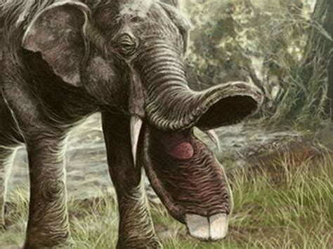 Platybelodon This Ridiculous Creature Was An Ancestor Of The Elephant