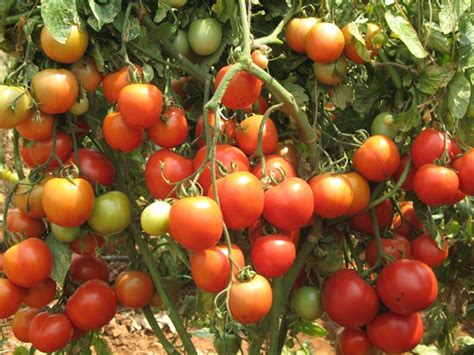 19 Kg From 1 Tomato Plant Wonder Variety