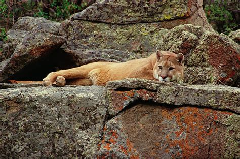 Mountain Lion Puma Concolor Lounging Photograph By Gerry Ellis Fine