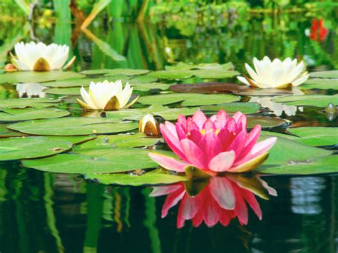 Aquatic Plants Facts About Types Of Water Plants 1800flowers Blog