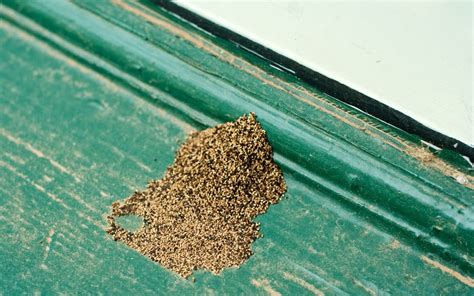 Drywood Vs Subterranean Termites Damage Pictures Identification