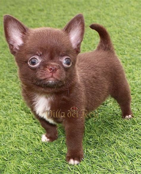 Chocolate Chihuahua Puppy Short Hair Chihuahua Puppies Cute