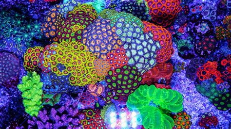 July 2014 R2r Tank Spotlight Jourdy Saltwater Aquarium Coral
