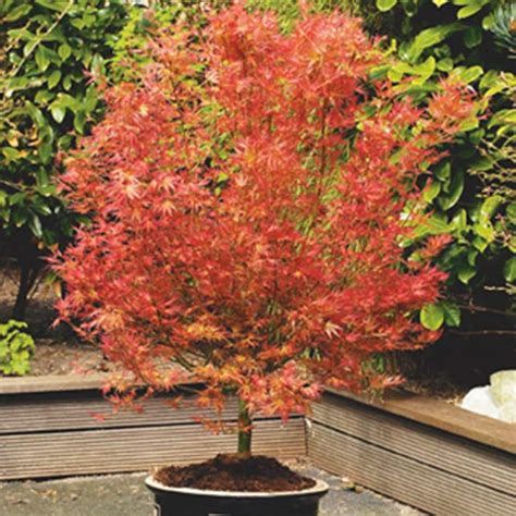 Buy Japanese Maple Acer Palmatum Wilsons Pink Dwarf Delivery By Waitrose Garden