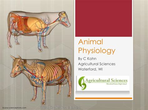 Ppt Animal Physiology Powerpoint Presentation Free Download Id2182113