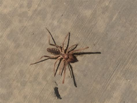 Unidentified Spider In Bullhead City Arizona United States