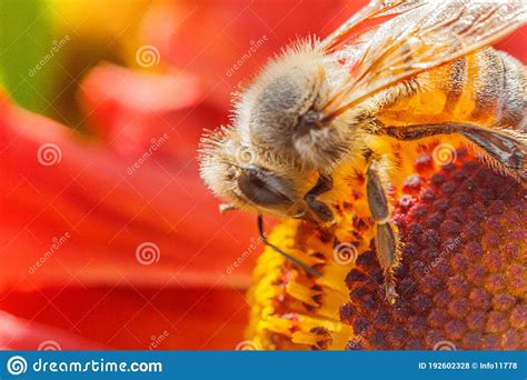 Honey Bee Covered With Yellow Pollen Drink Nectar Pollinating Orange