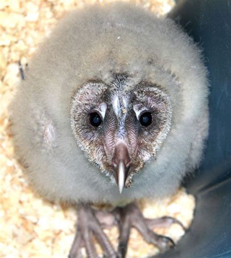 Is This Baby Barn Owl Cute Or Ugly Find It And 9 More