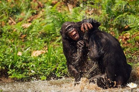 bonobos play fighting in water pan paniscus lola ya bonobo santuary democratic republic of