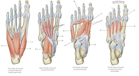 Muscles Of The Foot Layers 1 2 Diagram Quizlet