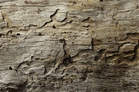 Close Up Shot Of Wood Grain Pattern Stock Photo Image Of Bark