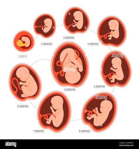 La Grossesse Le Développement Du Foetus Foetus La Croissance De L