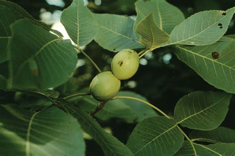 Hickory Definition Tree Leaves Nut And Facts Britannica