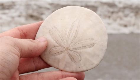 What Do Sand Dollars Look Like When Theyre Alive The Kid Should See