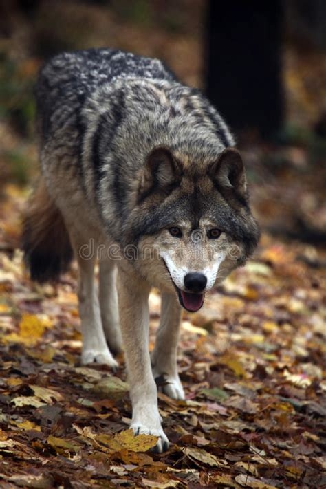 Hungry Wolf Stock Photo Image Of Gray Autumn Watching