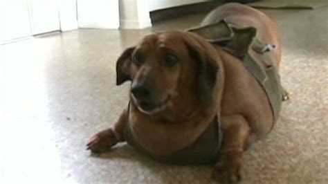 Apparently This Matters Obie The Obese Dog Cnn
