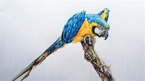 Macaw Drawing In Color Pencils Bird Drawing How To Draw Macaw Youtube