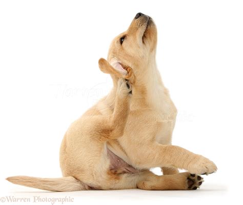 Dog Cute Yellow Labrador Puppy Scratching Photo Wp41148