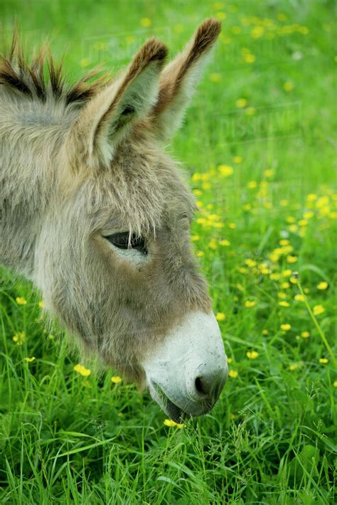 Donkey Grazing In Pasture Close Up Stock Photo Dissolve