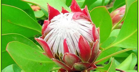 Protéa Fleur Dafrique Du Sud Geofr