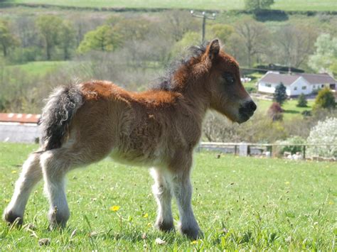 Hericus Miniature Shetland Pony Stud Pony Photo Heavy Post