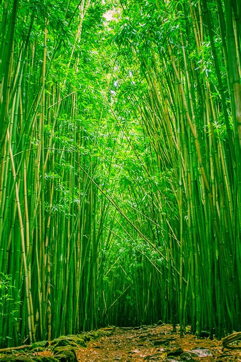 Bamboo Forest Iphone Wallpaper Hd