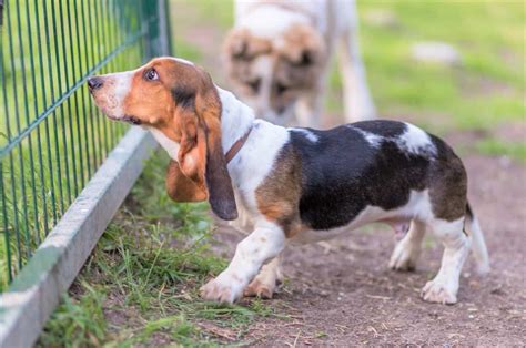 10 Best Basset Hound Rescues For Adoption 2023 Our Top 10 Picks