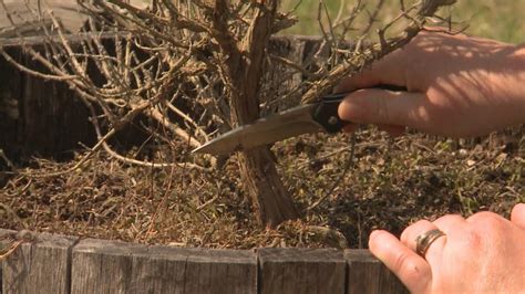 The wart might fall off within 1 to 2 weeks. How to Tell If Your Plant is Dead - This Week in the ...