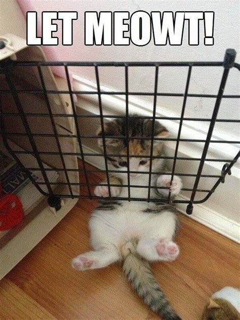 Cute Pinterest Funny Cats