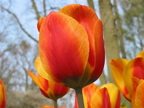 Plantas » Flor tulipan