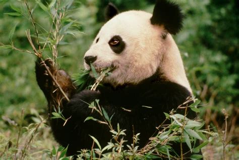 Giant Panda No Longer Endangered But Still At Risk