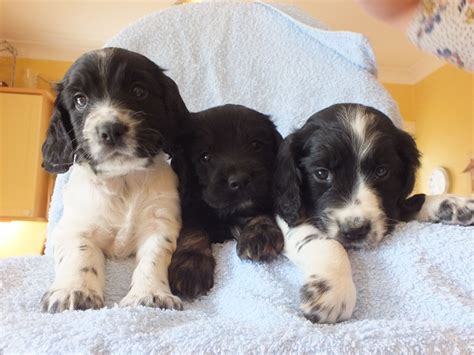 Give a puppy a forever home or rehome a rescue. Cocker Spaniel Puppies For Sale | March, Cambridgeshire ...