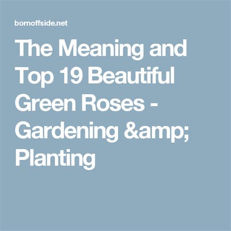 The Meaning And Top 19 Beautiful Green Roses Gardening And Home Decor