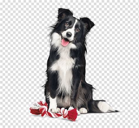 3d Collie Dog Images Clipart 10 Free Cliparts Download Images On