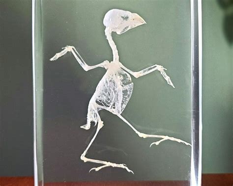 Bird Skeleton In Resin Real Animal Skeletons Oddities Lonchura
