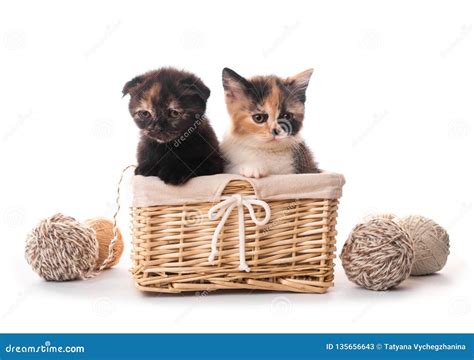 Two Cute Kittens In Basket Isolated Stock Image Image Of Animal Hair