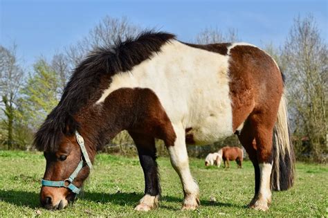 Shetland Pony Vs Miniatuur Paard Paarden And Veulens Localizador