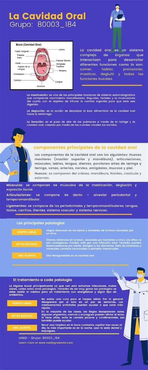 Fase Infograf A Sobre Los Principales Componentes De La Cavidad