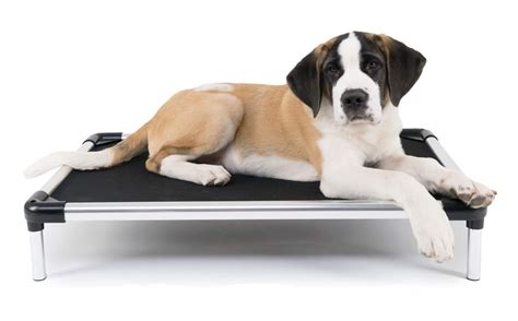 Best Raised Dog Bed 5 Orthopedic Elevated Dog Beds 2020 Herepup