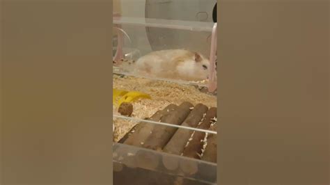 녹아내리는 햄스터 A Melting Hamster Youtube