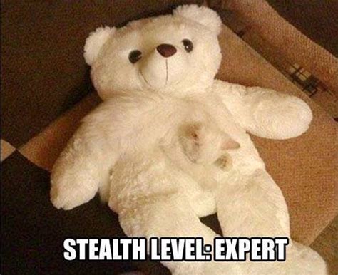 Cat Stealth Level Expert Meow Aum
