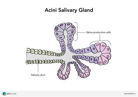 Functions Of The Salivary Glands Structure Of The Sal